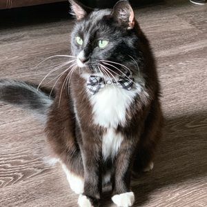 Meet your Posher, Evelyn